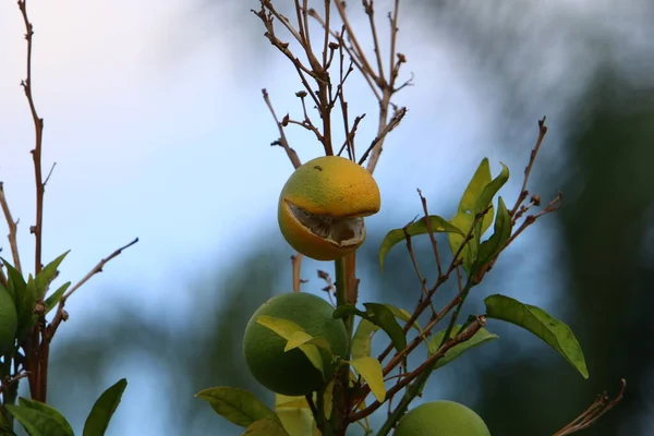Des Oranges Des Pomelos Sont Accrochés Des Arbres Dans Jardin — Photo