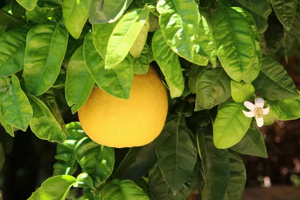 Des Oranges Des Pomelos Sont Accrochés Des Arbres Dans Jardin — Photo