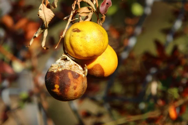 Arancio Pomelo Appendono Agli Alberi Giardino Agrumi Israele Uno Sfondo — Foto Stock