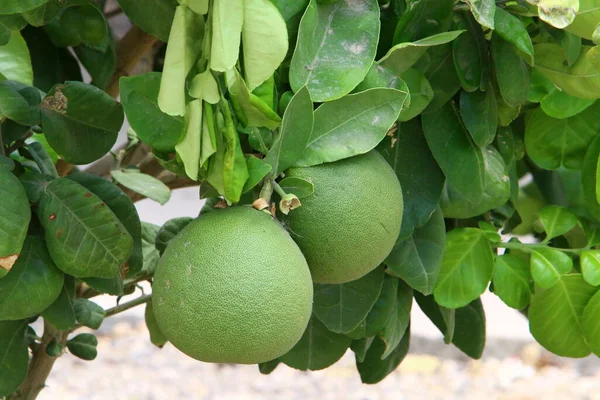 Orange Och Pomelo Frukter Hänger Träd Citrusträdgård Israel Mot Bakgrund — Stockfoto