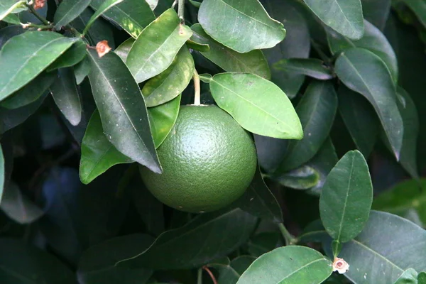 Orange Och Pomelo Frukter Hänger Träd Citrusträdgård Israel Mot Bakgrund — Stockfoto