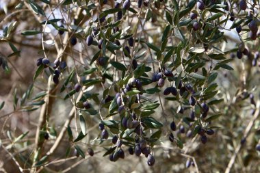 Zeytin dallarında olgunlaşmış zeytinler. İsrail 'de hasat mevsimi. 