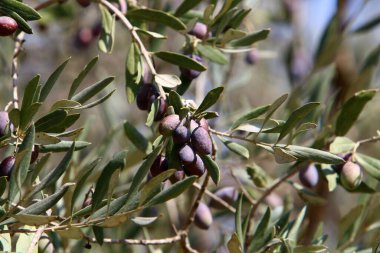 Zeytin dallarında olgunlaşmış zeytinler. İsrail 'de hasat mevsimi. 