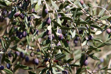 Zeytin dallarında olgunlaşmış zeytinler. İsrail 'de hasat mevsimi. 