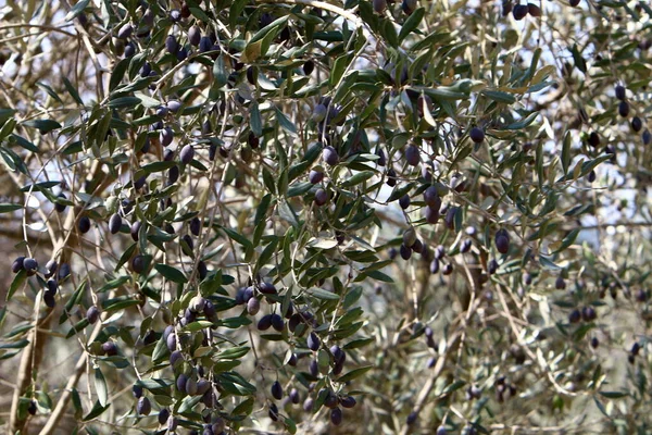Olives Mûres Sur Les Branches Olivier Saison Récolte Israël — Photo