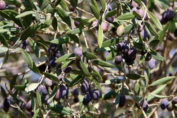 Reife Oliven Den Zweigen Eines Olivenbaums Erntezeit Israel — Stockfoto