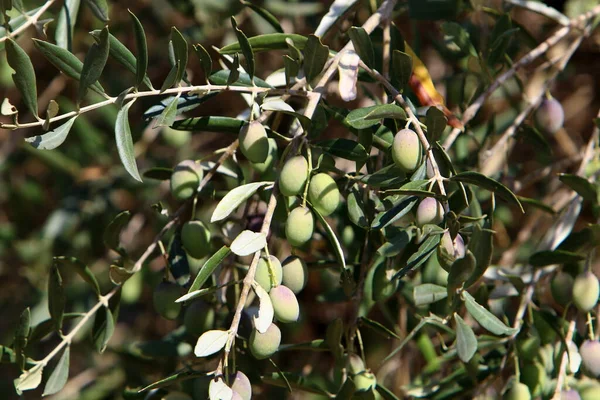 Zeytin Dallarında Olgunlaşmış Zeytinler Srail Hasat Mevsimi — Stok fotoğraf