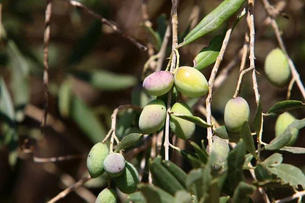 Reife Oliven Den Zweigen Eines Olivenbaums Erntezeit Israel — Stockfoto