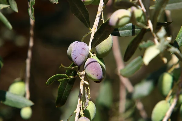 Ripe Olives Branches Olive Tree Harvesting Season Israel — Stock Photo, Image