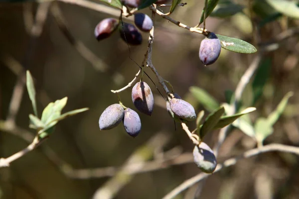 Ripe Olives Branches Olive Tree Harvesting Season Israel — Stock Photo, Image