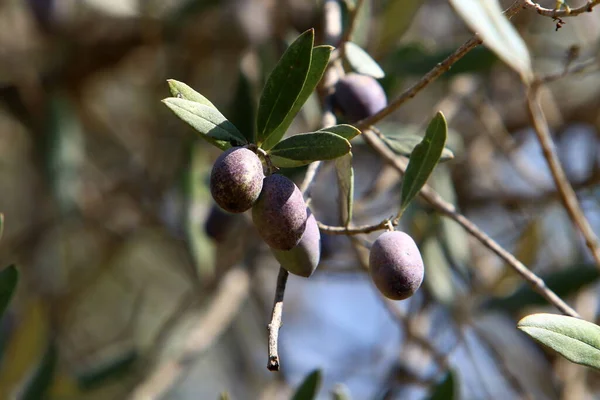 Ripe Olives Branches Olive Tree Harvesting Season Israel — Stock Photo, Image