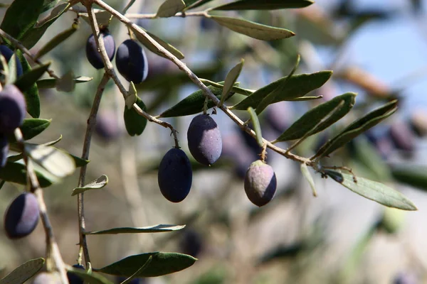 Reife Oliven Den Zweigen Eines Olivenbaums Erntezeit Israel — Stockfoto