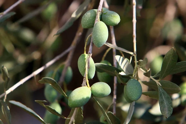 Dojrzałe Oliwki Gałęziach Drzewa Oliwnego Sezon Zbiorów Izraelu — Zdjęcie stockowe