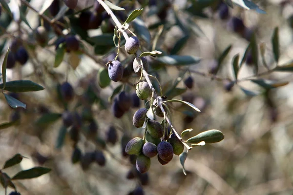 Ripe Olives Branches Olive Tree Harvesting Season Israel — Stock Photo, Image