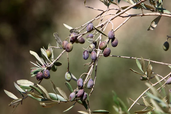 Ripe Olives Branches Olive Tree Harvesting Season Israel — Stock Photo, Image