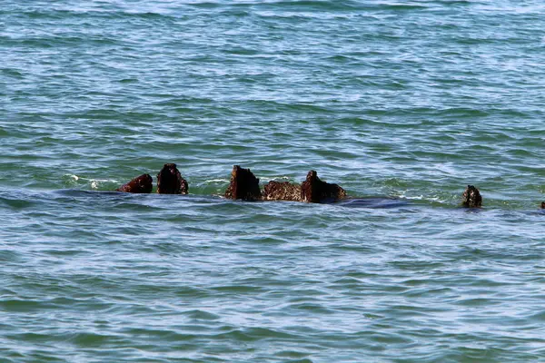 Rotskust Van Middellandse Zee Het Noorden Van Israël Voorraad Afbeelding — Stockfoto