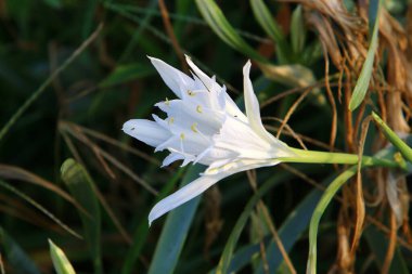 İsrail Devleti 'nin kuzeyindeki Akdeniz' de panokrasi denizi 