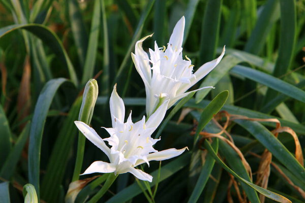 bulbous plant pancracy sea on the Mediterranean Sea in the north of the State of Israel 