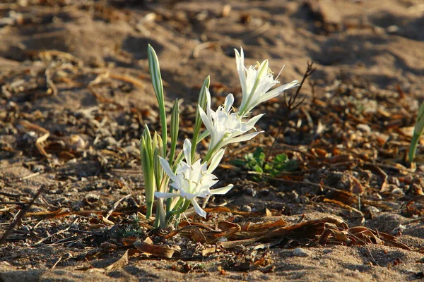 Planta Bulbosa Pancracy Mar Mar Mediterráneo Norte Del Estado Israel —  Fotos de Stock