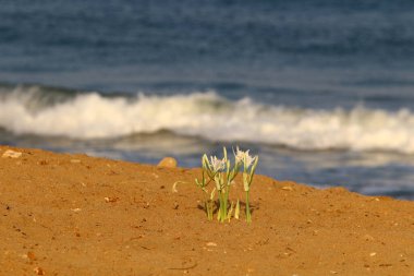 İsrail Devleti 'nin kuzeyindeki Akdeniz' de panokrasi denizi 