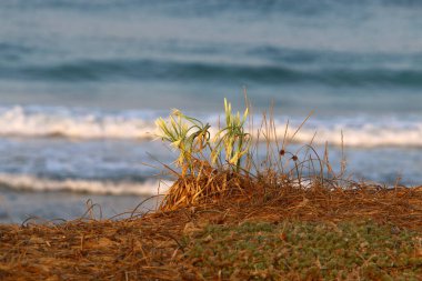 İsrail Devleti 'nin kuzeyindeki Akdeniz' de panokrasi denizi 