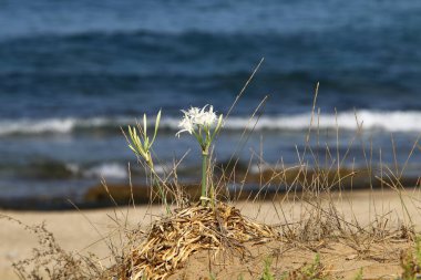 İsrail Devleti 'nin kuzeyindeki Akdeniz' de panokrasi denizi 