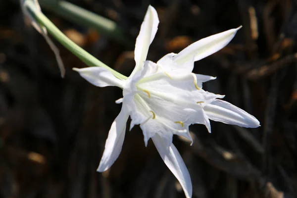 Bulbous Plant Pancracy Sea Mediterranean Sea North State Israel — Stock Photo, Image