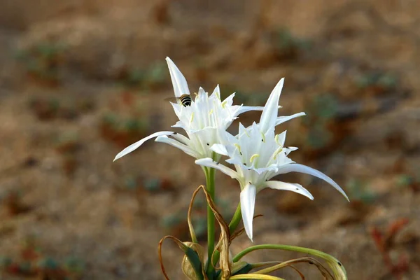 Planta Bulbosa Pancracy Mar Mar Mediterráneo Norte Del Estado Israel — Foto de Stock