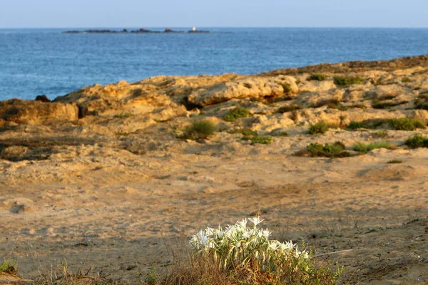 Бурхливе Море Рослин Березі Середземного Моря Півночі Держави Ізраїль — стокове фото