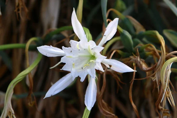 Planta Bulbosa Pancracy Mar Mar Mediterráneo Norte Del Estado Israel — Foto de Stock