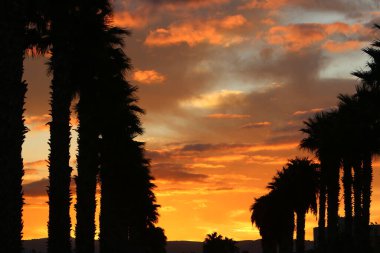 Kızıl gökyüzü ve fırtına bulutlarının altında yüksek ağaçlar ve palmiyeler 
