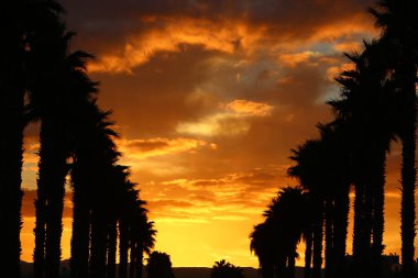 Kızıl gökyüzü ve fırtına bulutlarının altında yüksek ağaçlar ve palmiyeler 