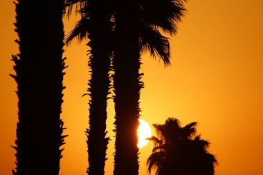 Kızıl gökyüzü ve fırtına bulutlarının altında yüksek ağaçlar ve palmiyeler 