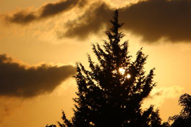 Kızıl gökyüzü ve fırtına bulutlarının altında yüksek ağaçlar ve palmiyeler 