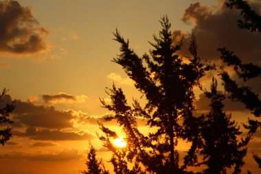 Kızıl gökyüzü ve fırtına bulutlarının altında yüksek ağaçlar ve palmiyeler 