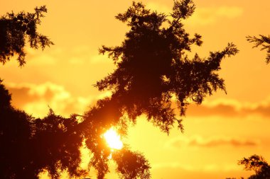 Kızıl gökyüzü ve fırtına bulutlarının altında yüksek ağaçlar ve palmiyeler 