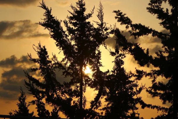 Wysokie Drzewa Dłonie Tle Czerwonego Nieba Chmur Burzowych — Zdjęcie stockowe