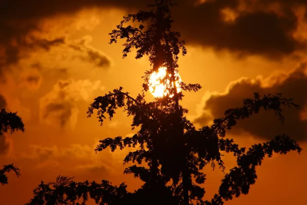 Hohe Bäume Und Palmen Vor Rotem Himmel Und Gewitterwolken — Stockfoto