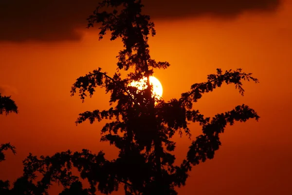 Hohe Bäume Und Palmen Vor Rotem Himmel Und Gewitterwolken — Stockfoto