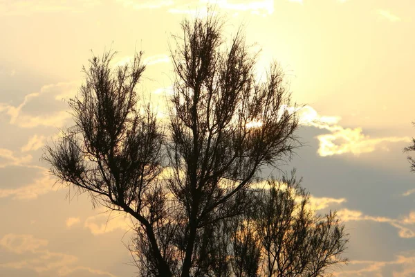 Hohe Bäume Und Palmen Vor Rotem Himmel Und Gewitterwolken — Stockfoto
