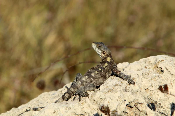 Le Lezard Est Assis Sur Un Rocher Et Se Prelasse Au Soleil C Est Drole Animaux Stock Photo