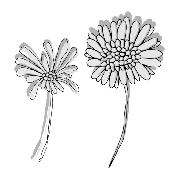 Marguerite Africaine Clipart Floral Vectoriel — Image vectorielle