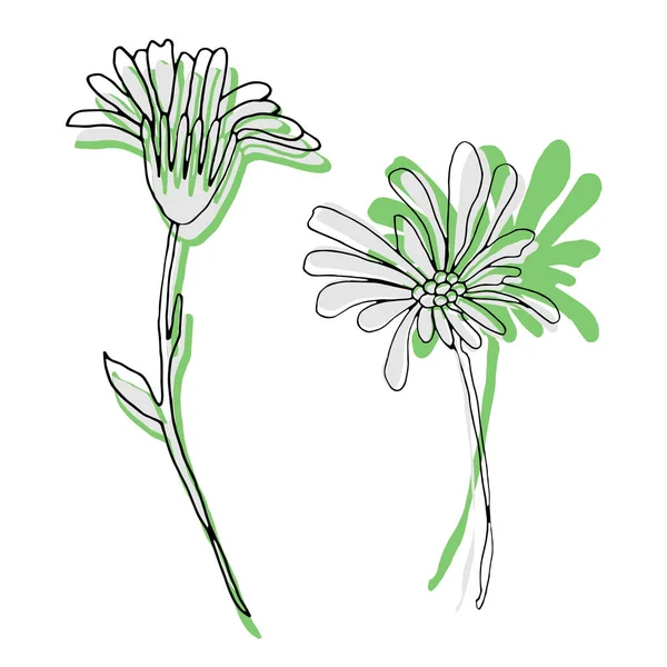  Afrika papatyası. Vektör çiçek klipsi