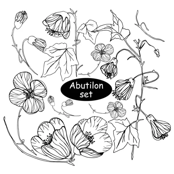 Vektör Abutilon. Çiçek tasarımı. Çiçek seti