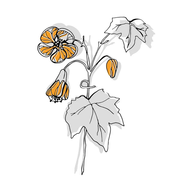 Vettore Abutilon Disegno Floreale Fiori — Vettoriale Stock