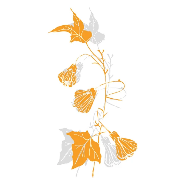 Vektör Abutilon. Çiçek tasarımı. Çiçekler.