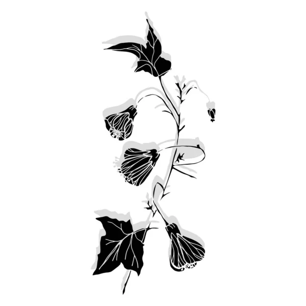 Vektör Abutilon. Çiçek tasarımı. Çiçekler.