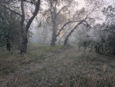 Nehirde ve ormanda sis var.