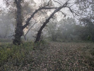 Nehirde ve ormanda sis var.