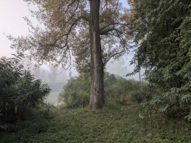 Nehirde ve ormanda sis var.